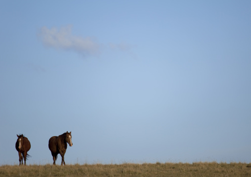 Two Horses In The Steppe, Jaman Echki Jailoo Village, Song Kol Lake Area, Kyrgyzstan