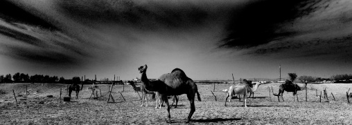 Camels in desert, Fezzan, Umm al-Maa, Libya