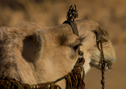 Camel head with decoration, Tripolitania, Ghadames, Libya