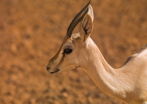 North african gazelle in the desert, Tripolitania, Ghadames, Libya