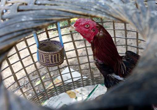 Fight rooster, Pakse, Laos