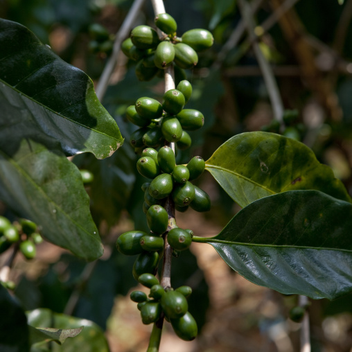 Coffee grains, Boloven, Laos