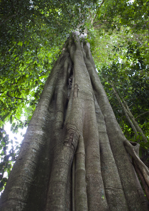 Old tree, Boloven, Laos