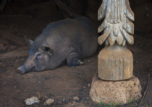 Pig sleepin near a alak common house pillar, Boloven, Laos