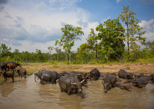Buffalos having a mud bath, Phonsaad, Laos