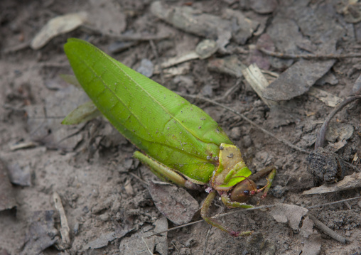 Green grasshopper, Ban lak seesip, Laos