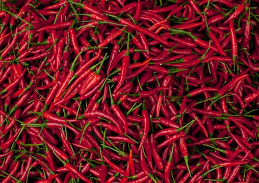 Red chilli pepper, Pakse, Laos