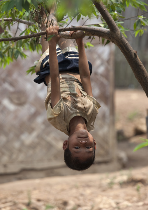 Khmu minority kid playing in a tree, Xieng khouang, Laos