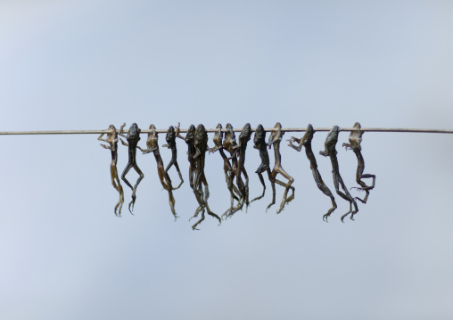 Brochette of dried frogs, Luang namtha, Laos