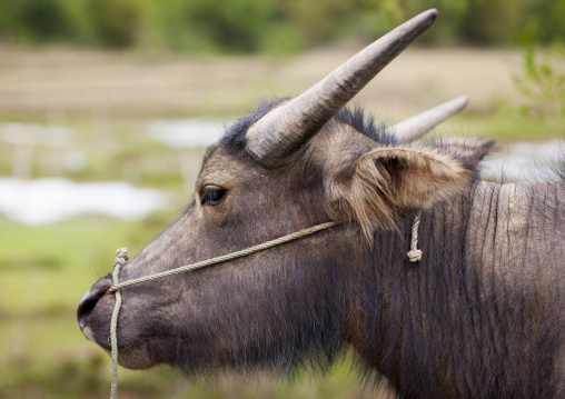 Buffalo head, Phonsavan, Laos