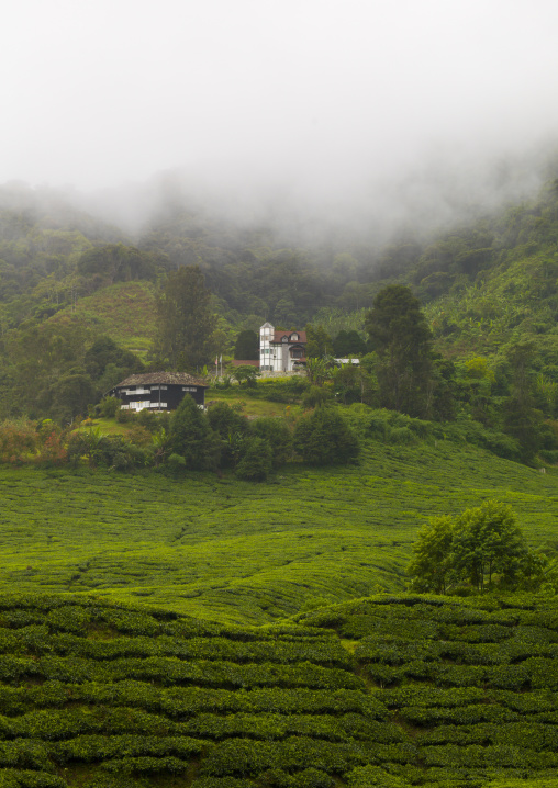 House In The Fog In A Tea Plantation, Cameron Highlands, Malaysia