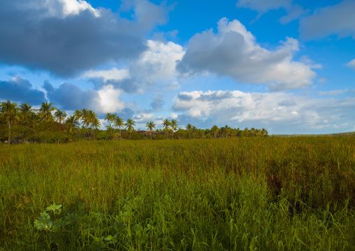 Landscape In The Country, Inhambane, Inhambane Province, Mozambique