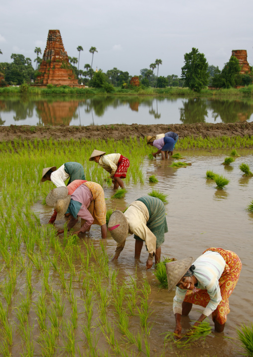 Women Working In A Paddy Field In Innwa, Myanmar