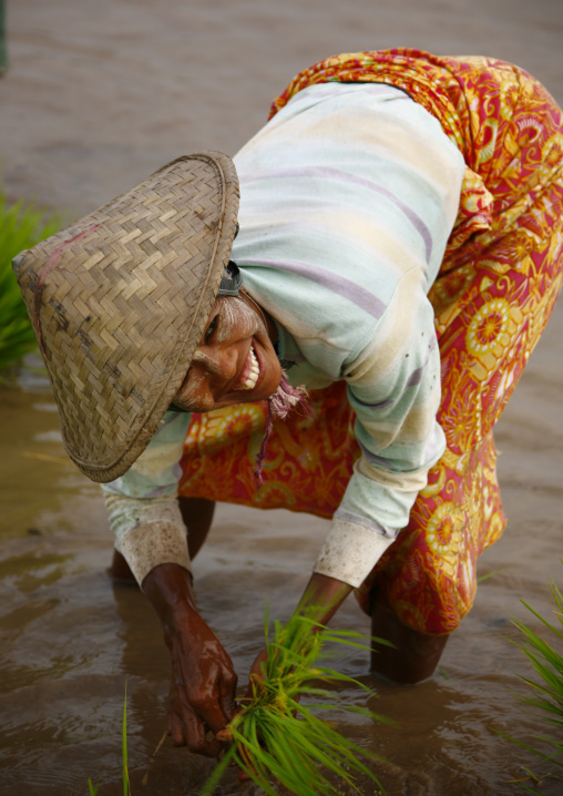 Woman Working In Paddy Field In Innwa, Myanmar