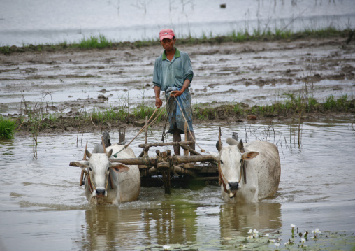 Man Driving Bullock Cart In Innwa, Myanmar