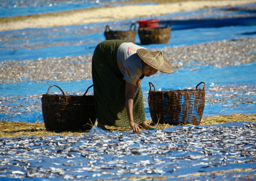Women Putting Dried Fish In Ngapali, Myanmar