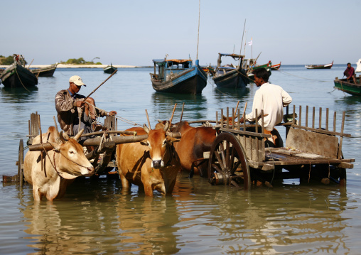 Ngapali Fishermen With Ox Cart , Myanmar