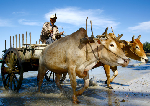 Ngapali Fishermen With Ox Cart , Myanmar