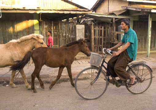Man Riding A Bicycle Passing In Front Of Horses In The Street, Mrauk U, Myanmar