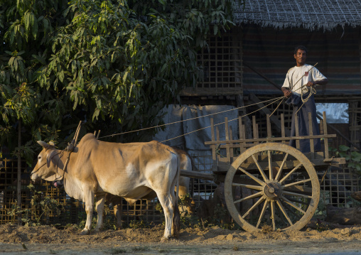 Rohingya Man With Ox And Cart, Thandwe, Myanmar
