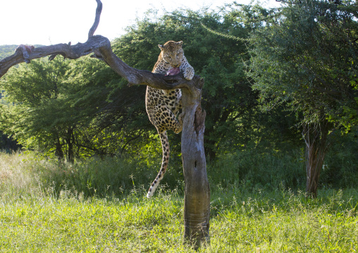 Wild African Leopard In Tree, Okonjima, Namibia