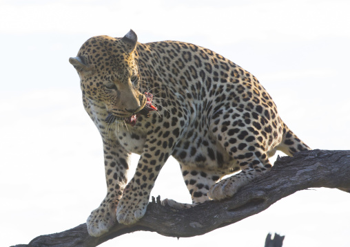 Wild African Leopard Eating Meat In Tree, Okonjima, Namibia