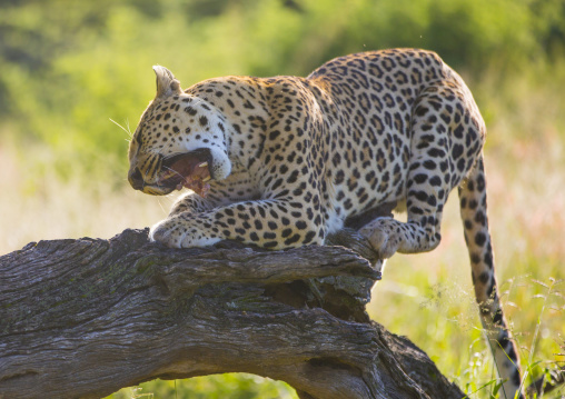 Wild African Leopard Eating Meat In Tree, Okonjima, Namibia