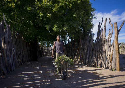 Ovambo Man Collecting Grass, Ondangwa, Namibia