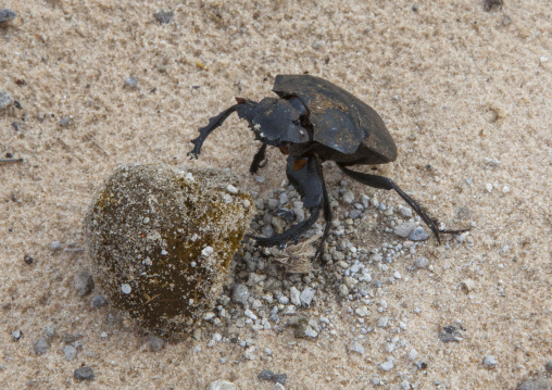 Namib Desert Dung Beetle, Okonjima, Namibia