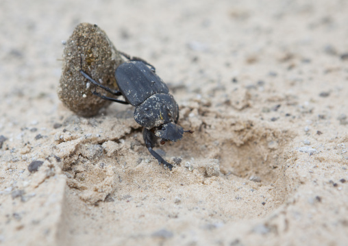 Namib Desert Dung Beetle, Okonjima, Namibia