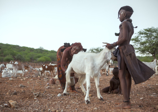 Himba Woman Milking Goats, Epupa, Namibia