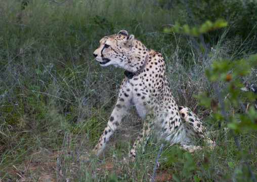 Collared Cheetah, Africat Foundation, Okonjima, Namibia