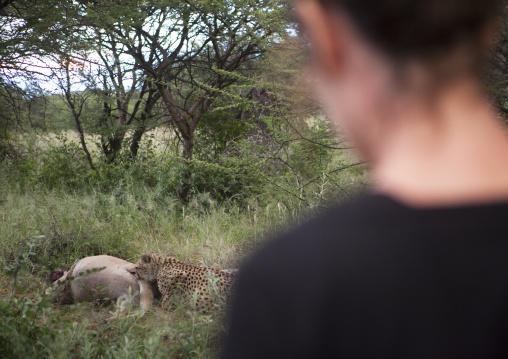 Tourist Watching A Collared Cheetah Eating, Africat Foundation, Okonjima, Namibia