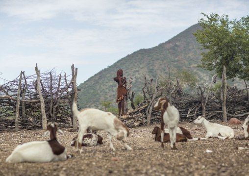 Himba Woman With Goats Epupa, Namibia