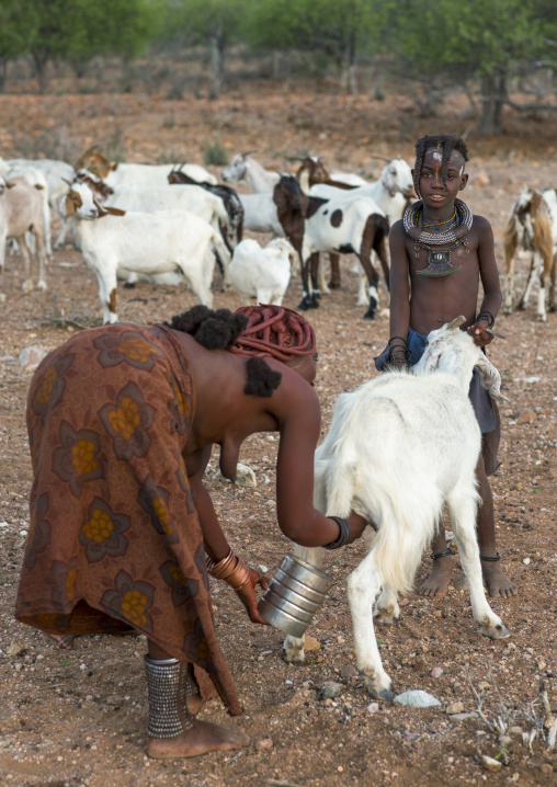 Himba Woman Milking Goats, Epupa, Namibia