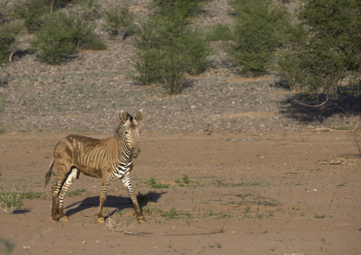 Hartman's Mountain Zebra, Grootberg, Namibia