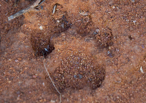 Leopard Footprint, Okonjima, Namibia