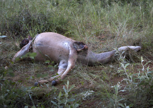 Dead Koudou, Okonjima, Namibia