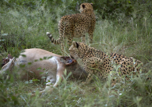 Collared Cheetahs Eating, Africat Foundation, Okonjima, Namibia