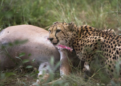 Collared Cheetah Eating, Africat Foundation, Okonjima, Namibia
