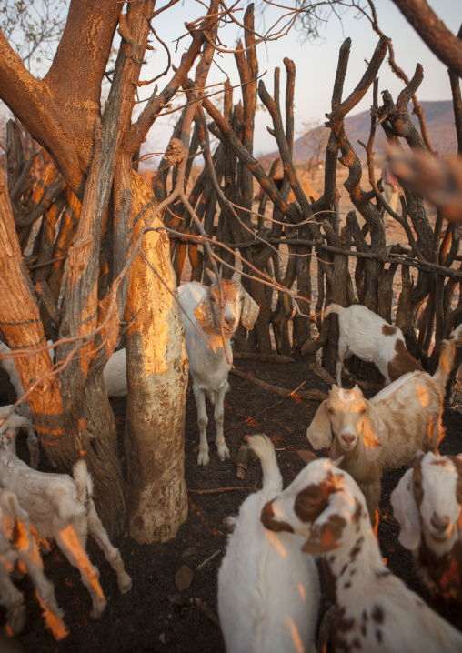Shelter For Goats In A Traditional Himba Village, Epupa, Namibia