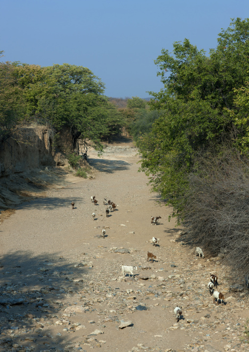 Herd Of Goats In A The Bed Of A Dried Out River, Opuwo, Namibia