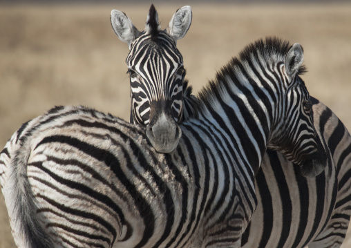 Zebras, Etosha, Namibia