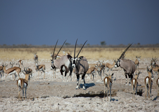 Springboks And Oryx, Etosha National Park, Namibia