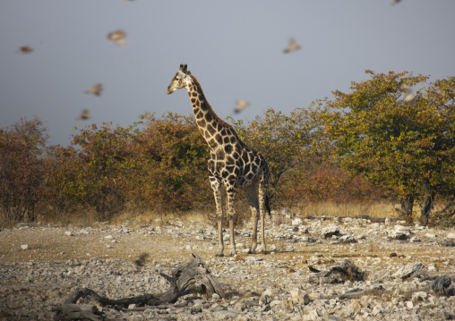 Giraffe Surended By Birds, Etosha, Namibia