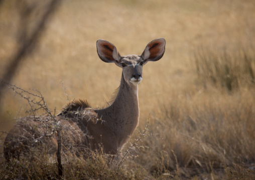 Kudu In Etosha National Park, Namibia