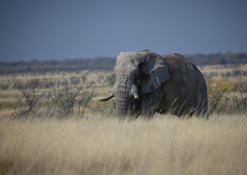 Elephant In Etosha National Park, Namibia