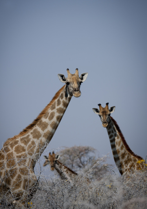 Giraffes In Etosha National Park, Namibia