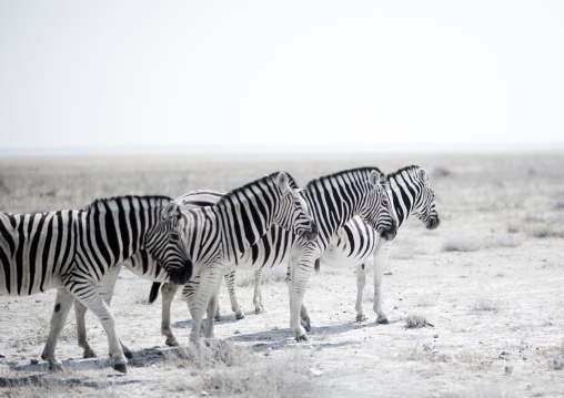 Zebras In Etosha National Park, Namibia