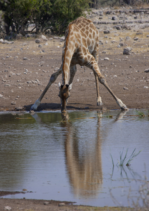 Giraffe Drinking, Etosha National Park, Namibia